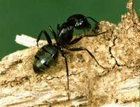 Black Carpenter Ant